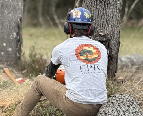 Tree Removal & Stump Grinding - Epic Tree Solutions